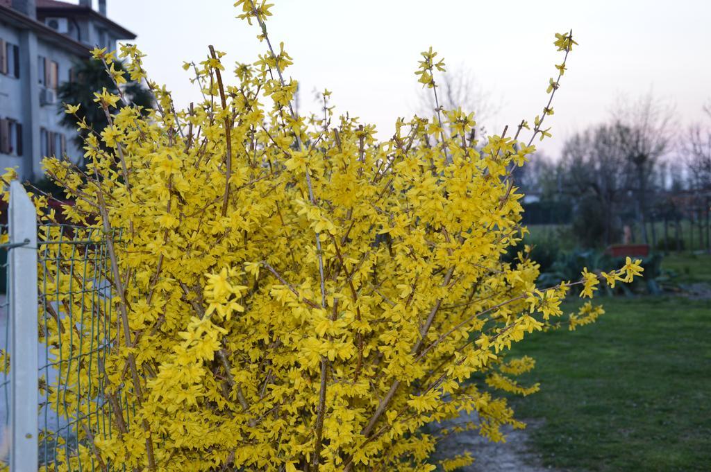 Appartamento Casa Della Nonna Noventa di Piave Eksteriør billede